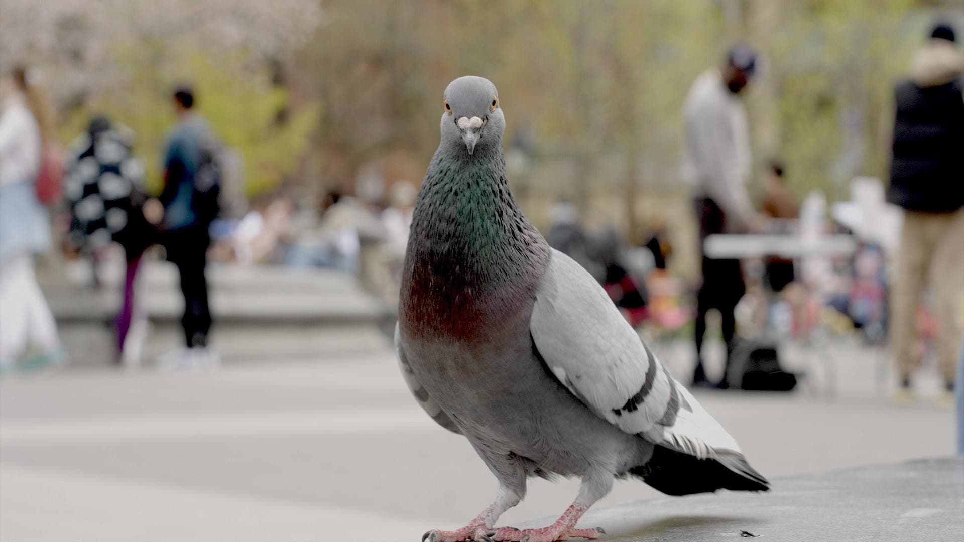 The Pigeon Hustle backdrop