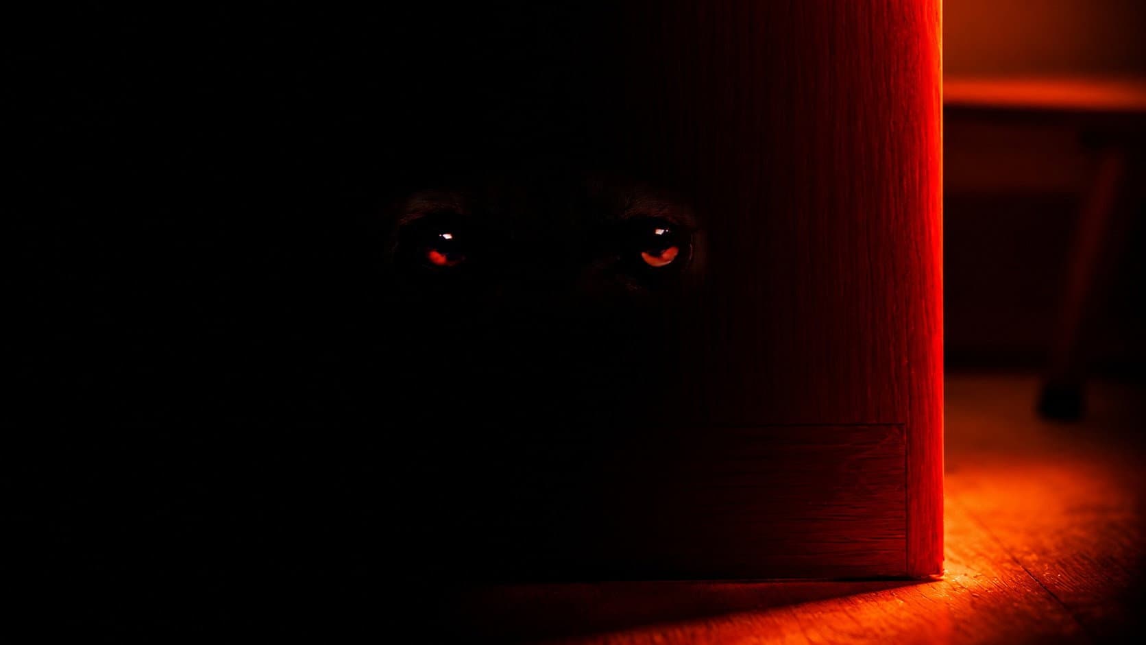 Hyena backdrop