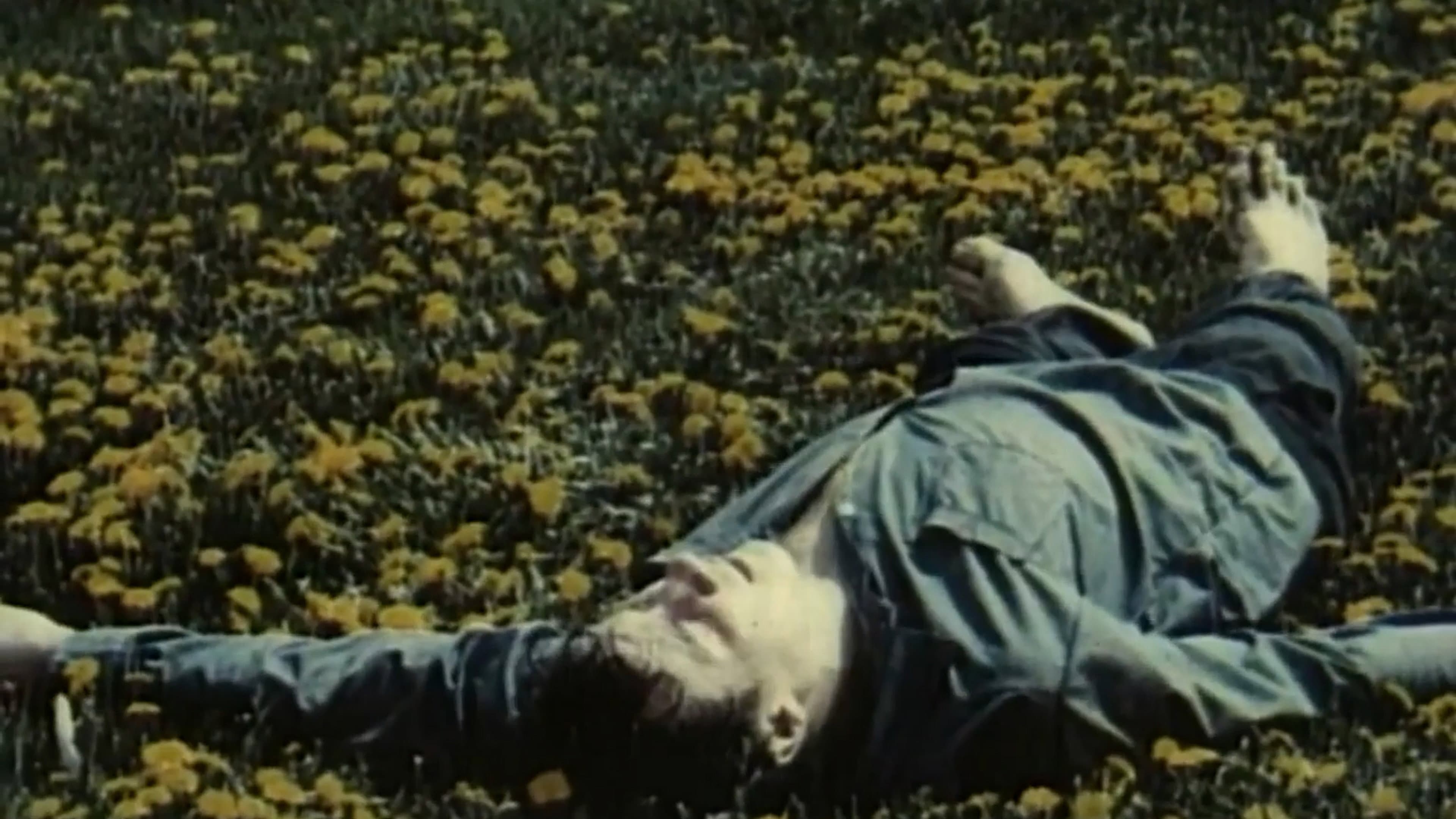Dandelions' Bloom backdrop