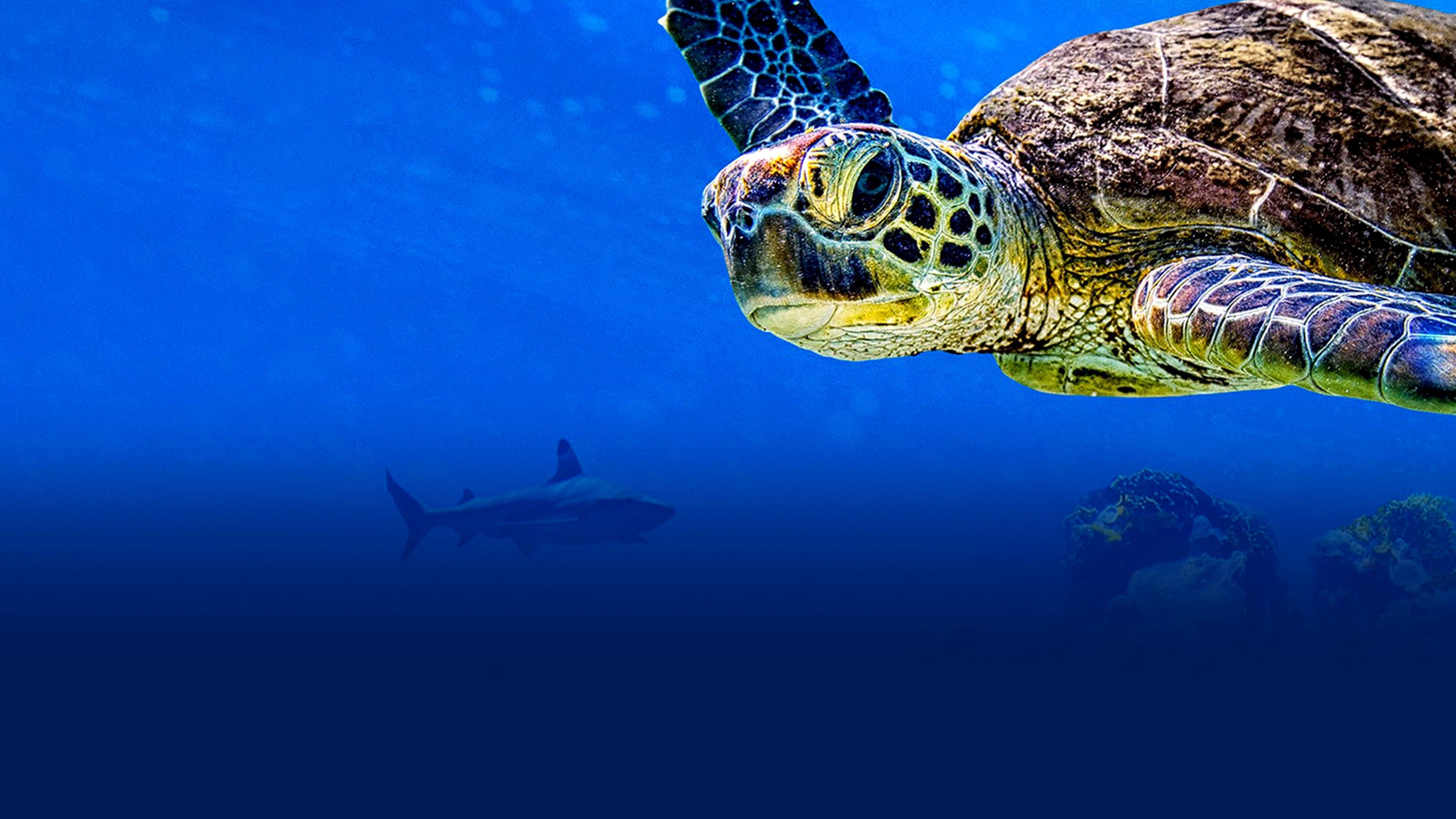 Turtle Odyssey backdrop