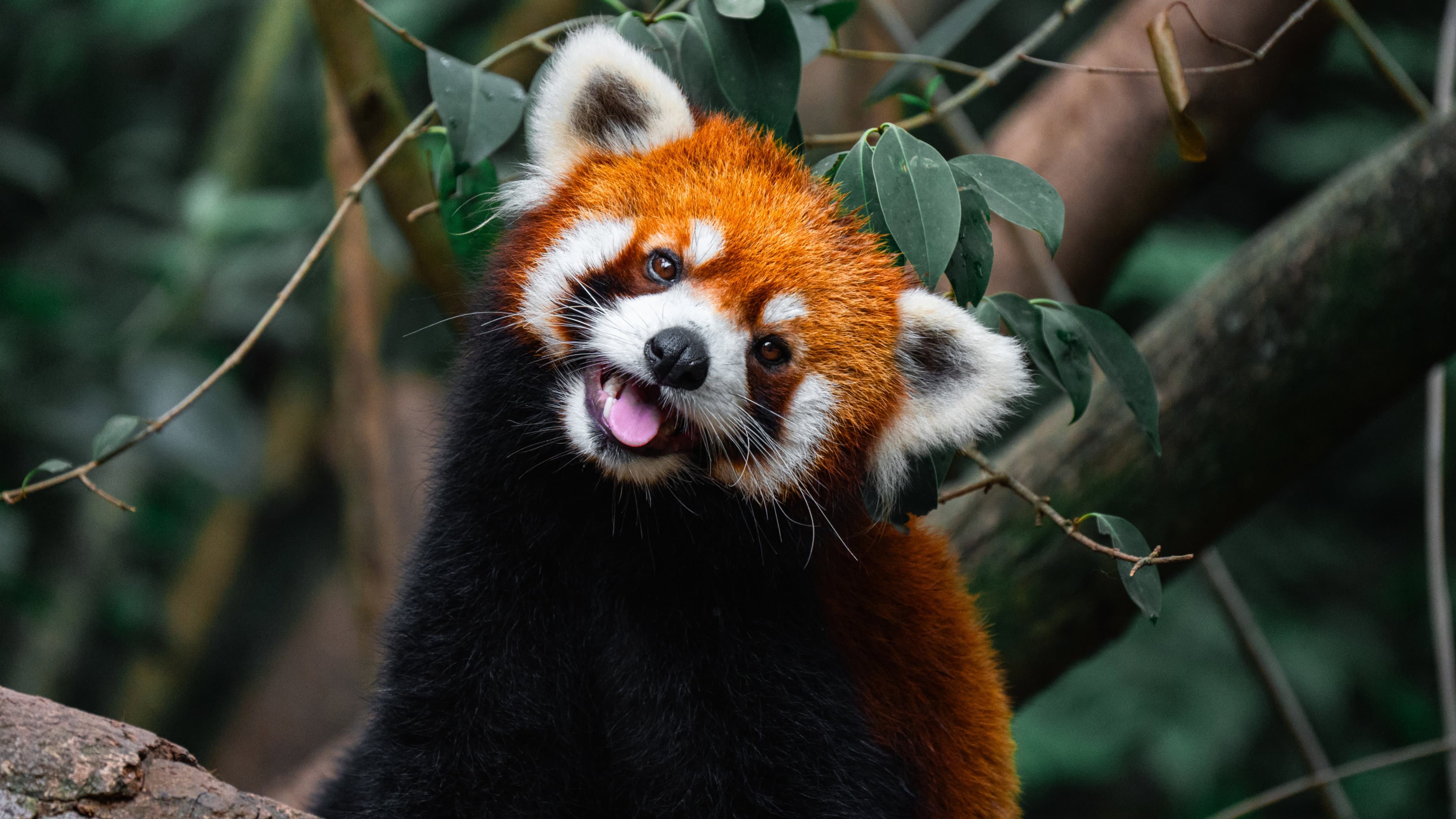 Wild Asia: Life at Extremes backdrop