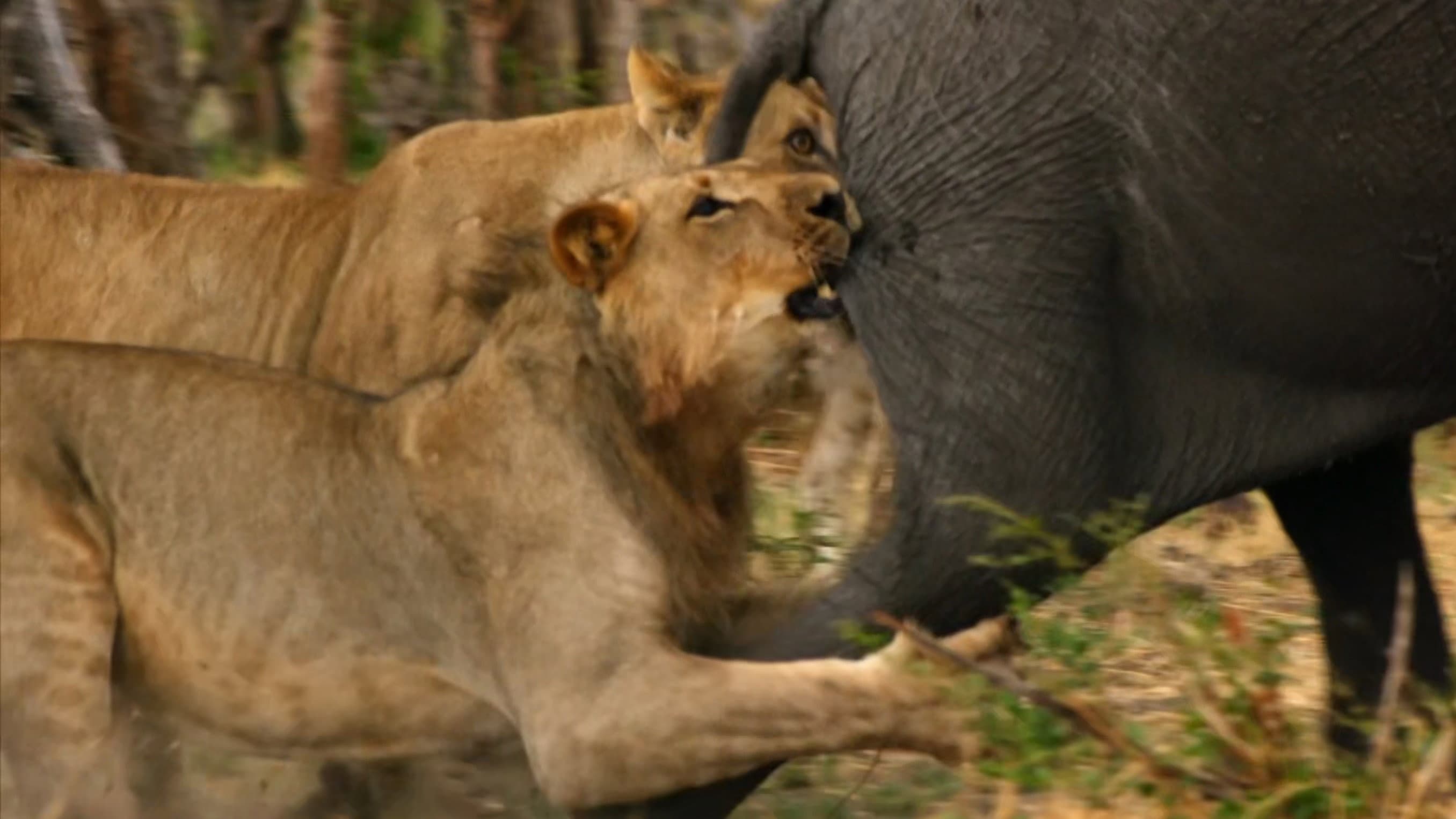Africa's Giant Killers backdrop