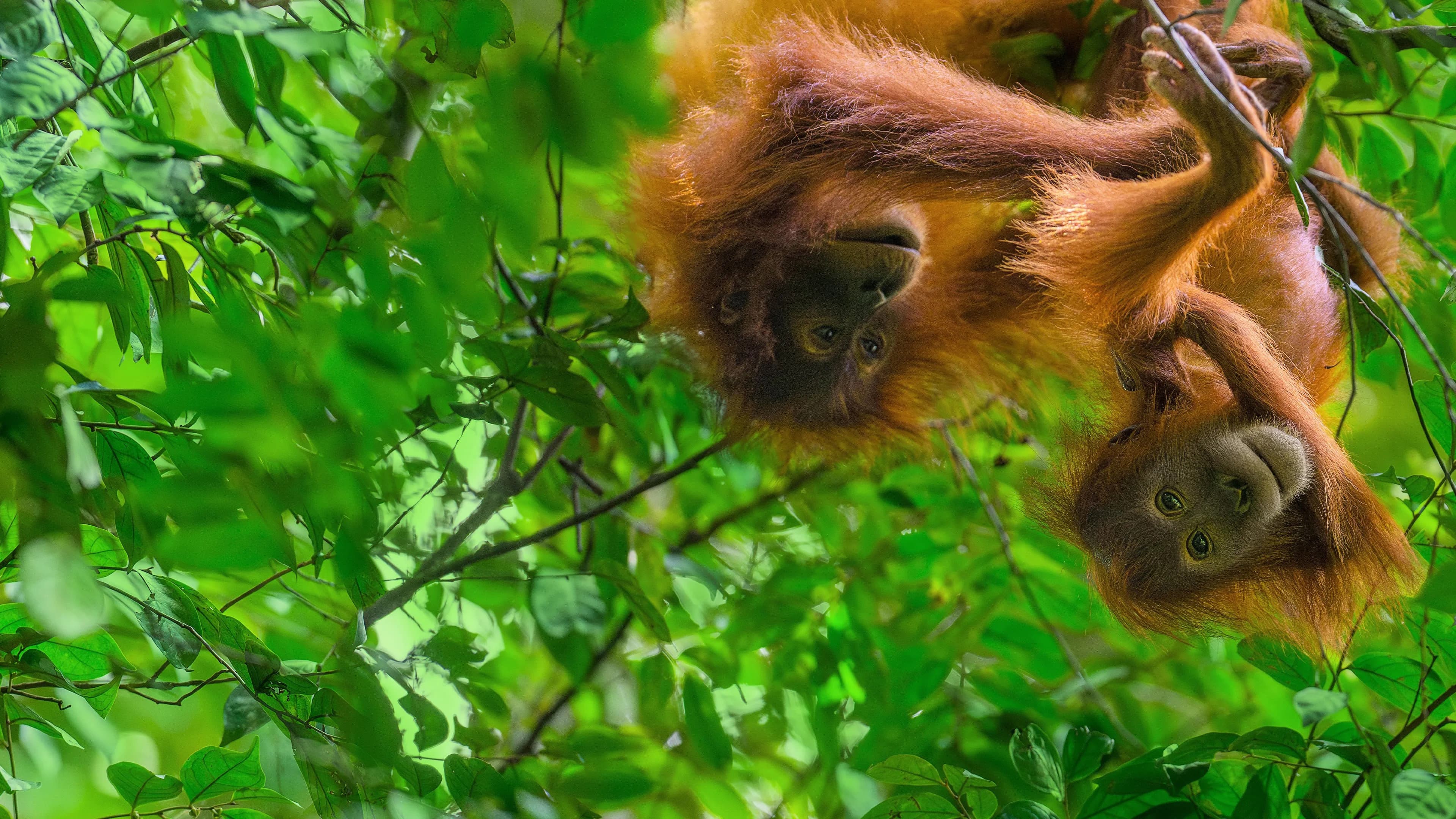 Orangutan backdrop