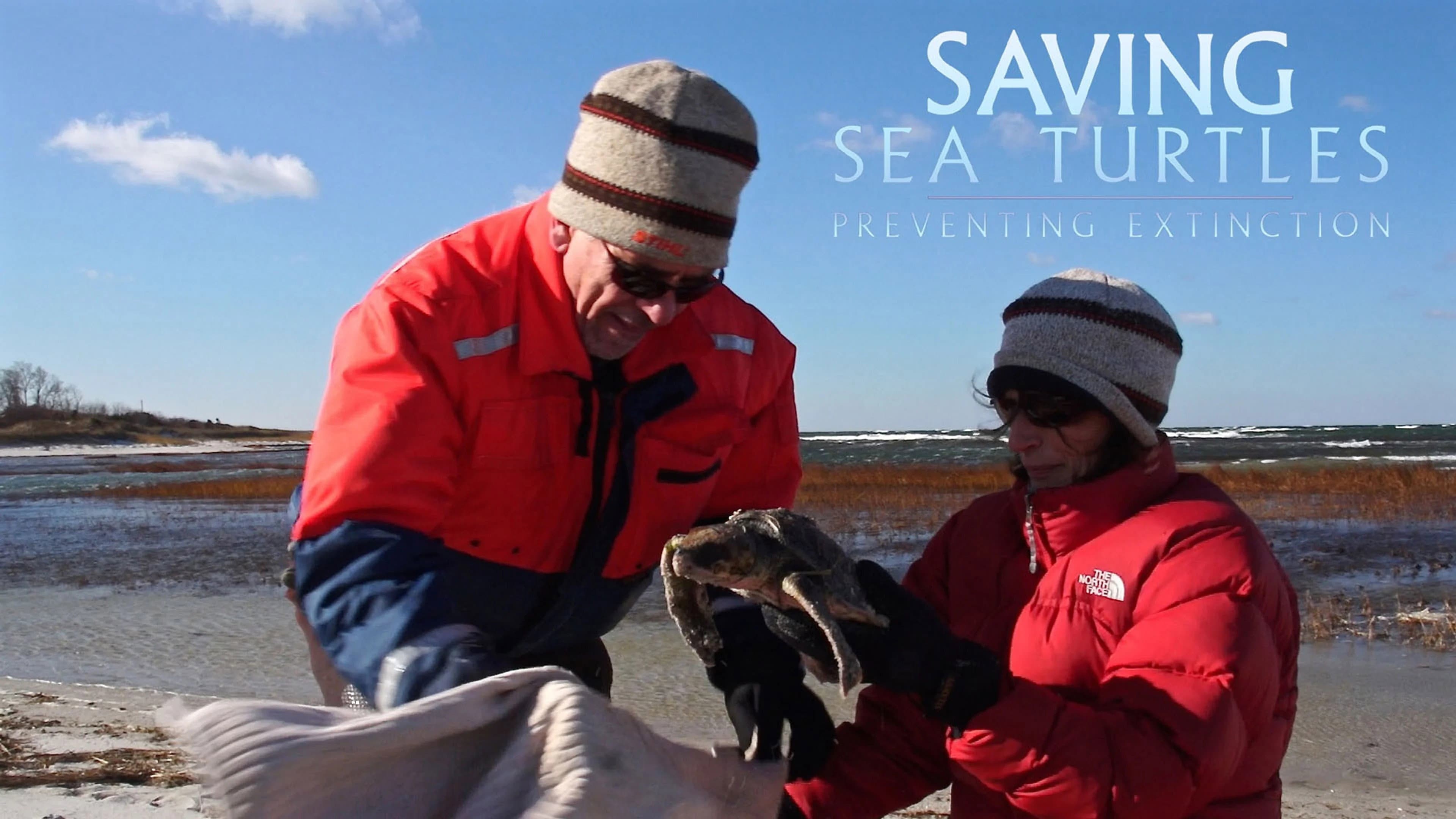 Saving Sea Turtles: Preventing Extinction backdrop