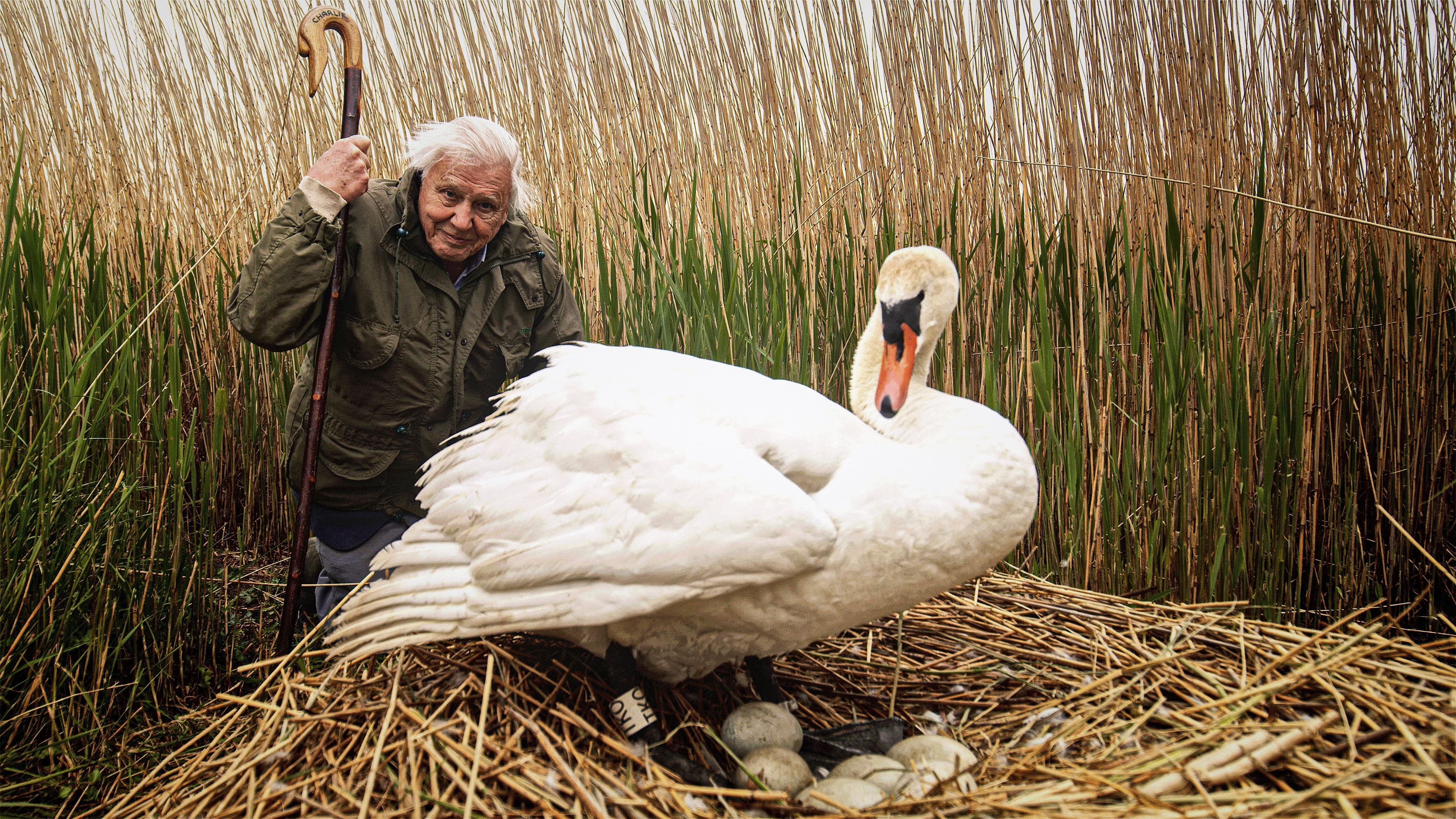 Attenborough's Wonder of Eggs backdrop
