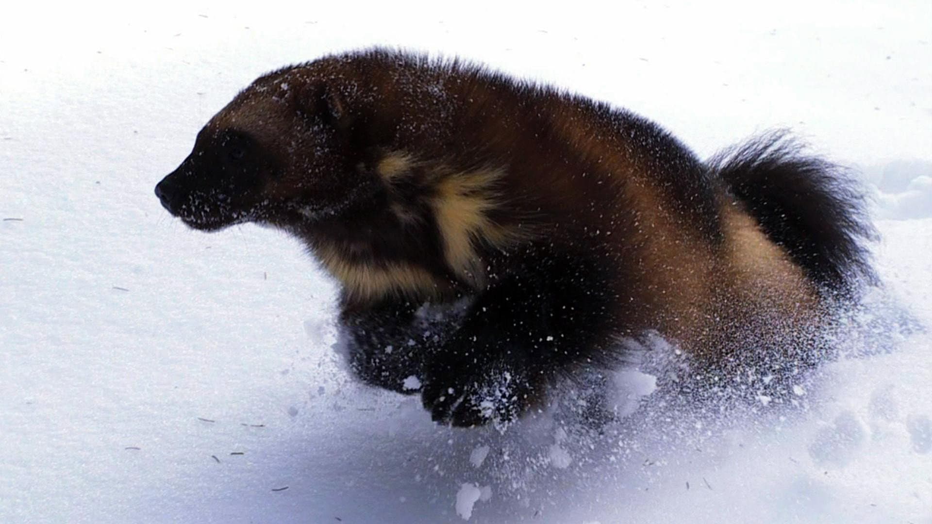 Wolverine - Chasing the Phantom backdrop