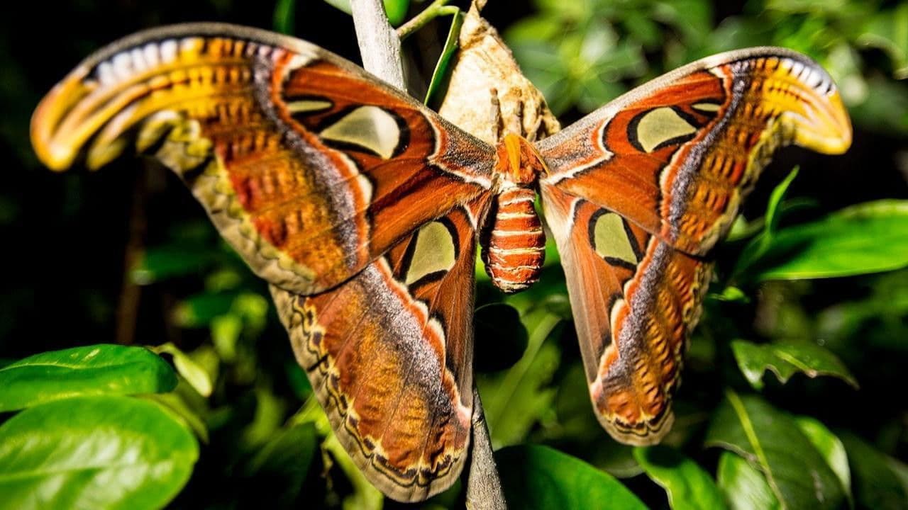 Incredible Insects backdrop