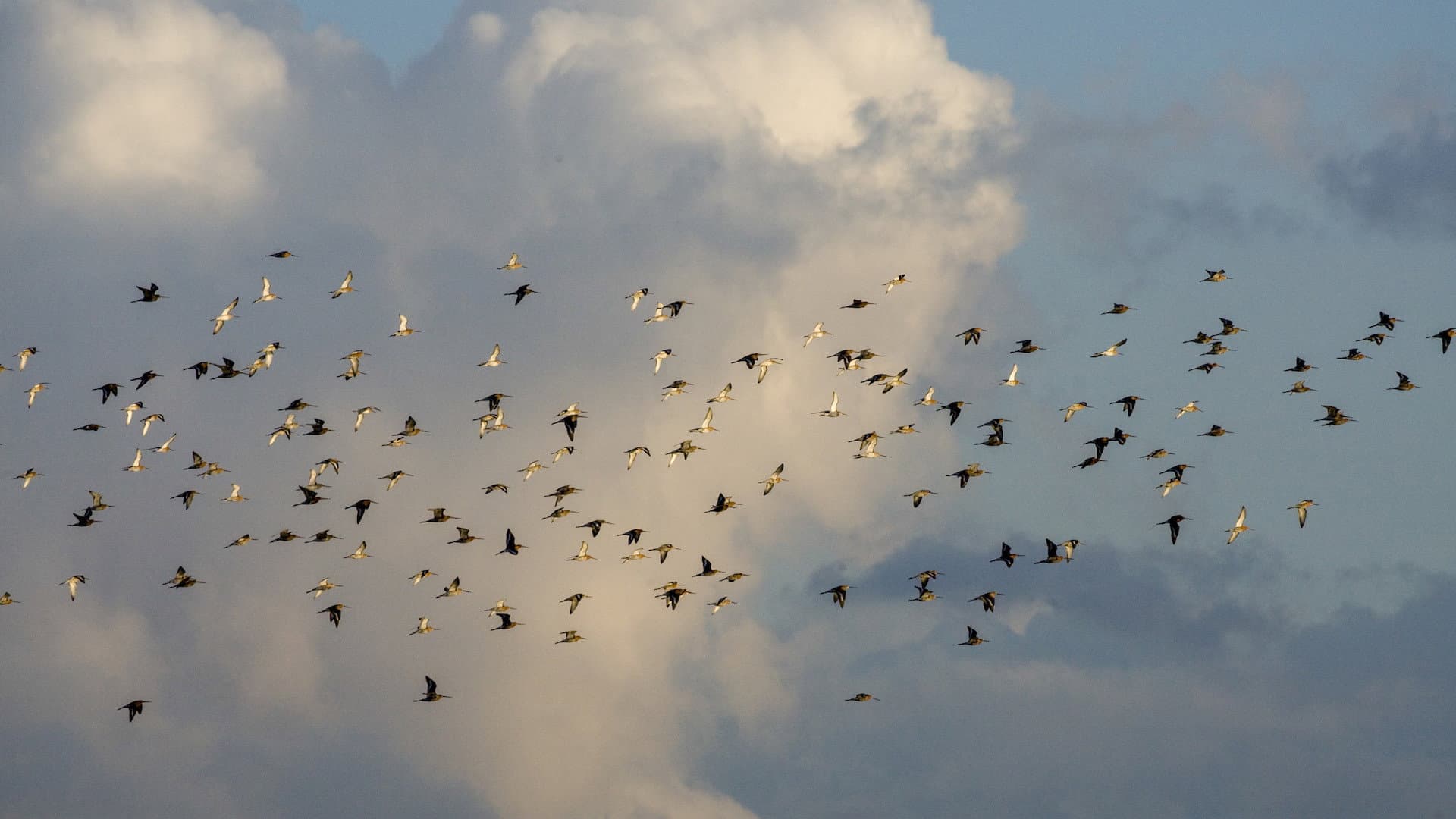 Grutto! De reis van onze nationale vogel backdrop