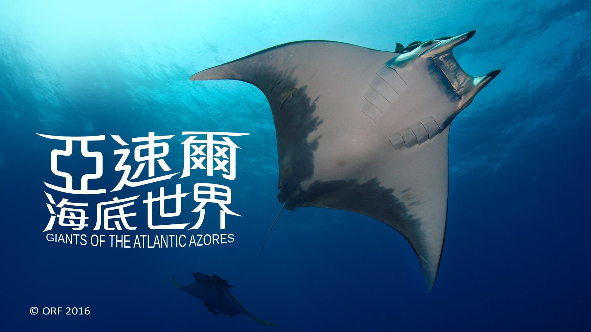 亚速尔海底世界 backdrop