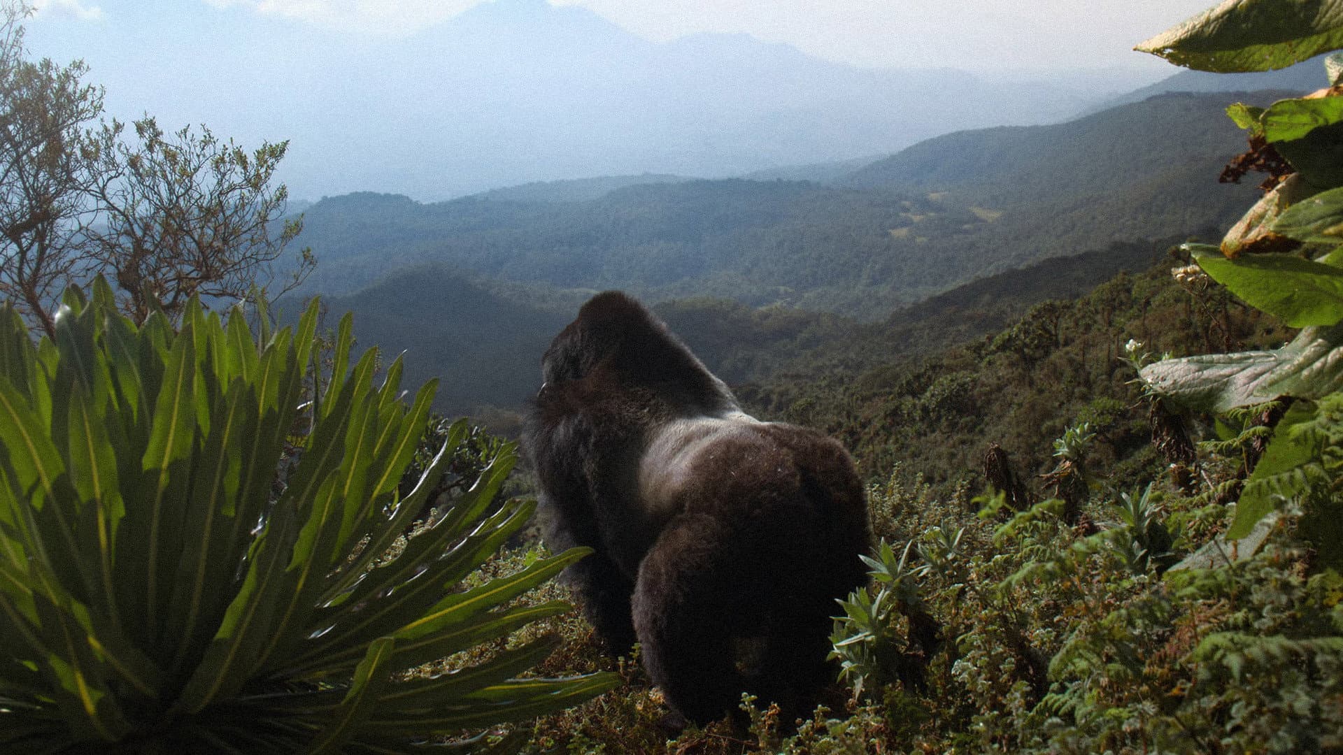 A Gorilla Story: Told by David Attenborough backdrop