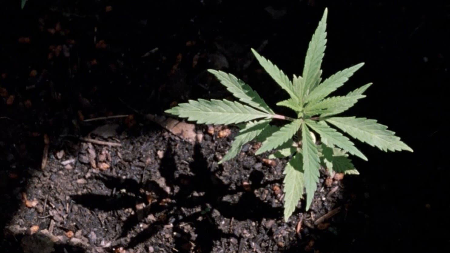 Weed backdrop