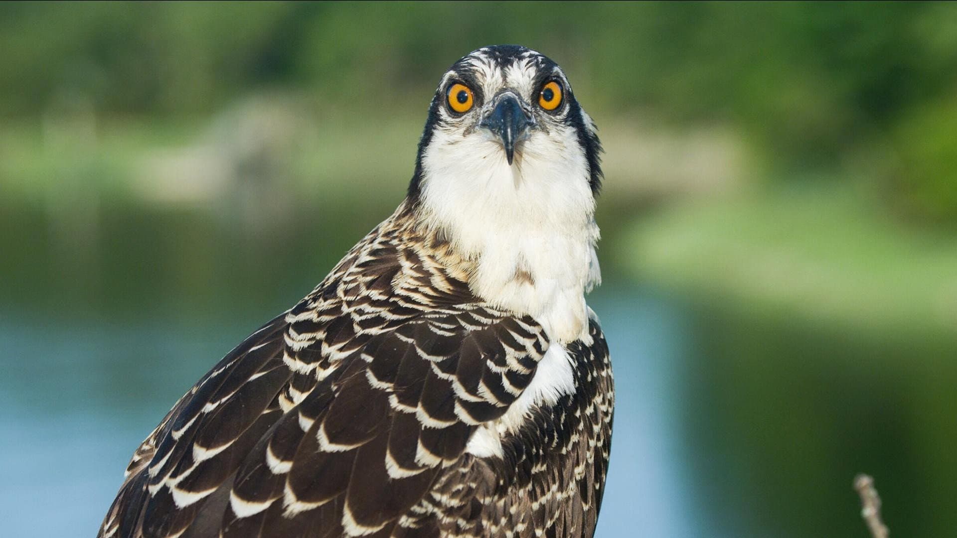 Season of the Osprey backdrop