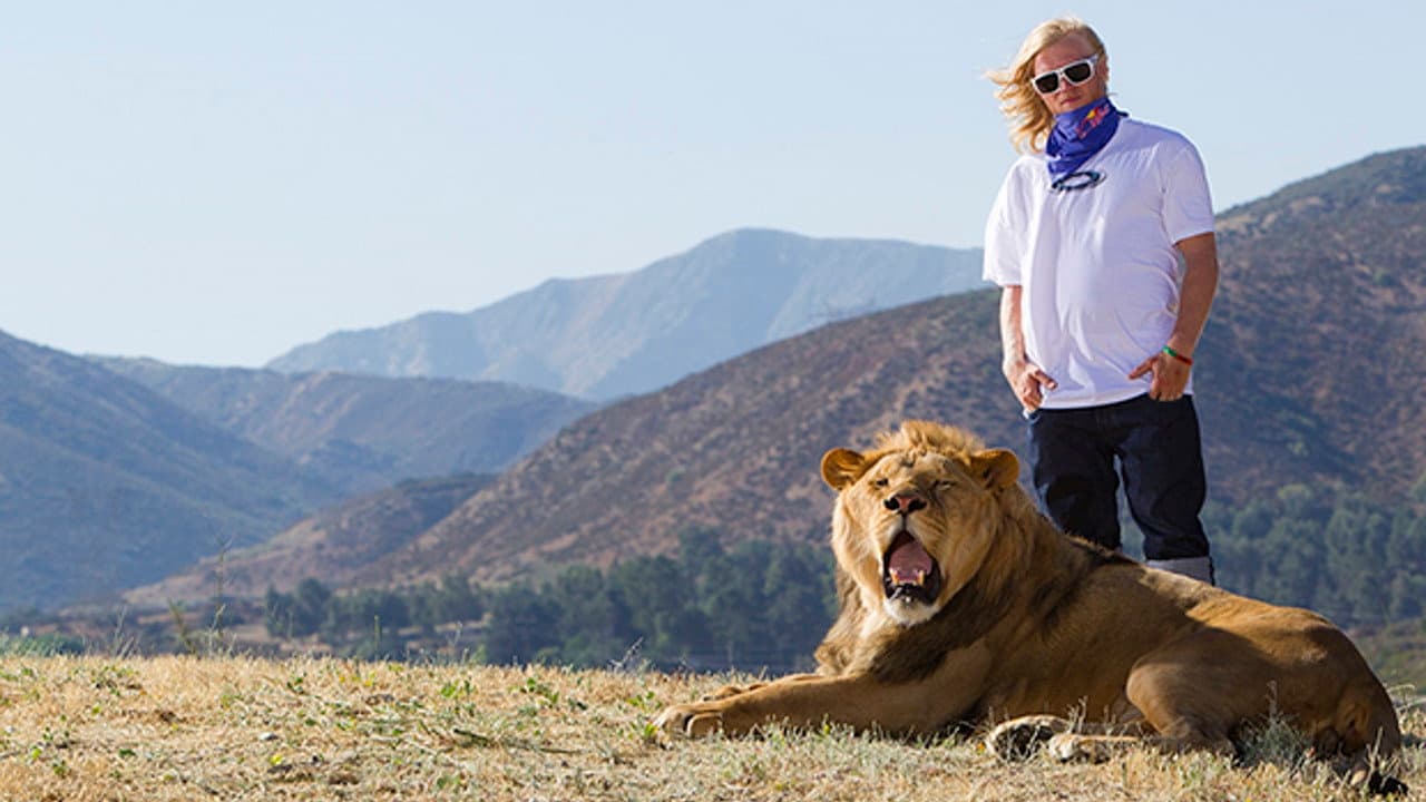 Like A Lion backdrop